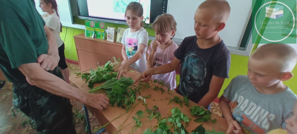 лекарственное растение родного края